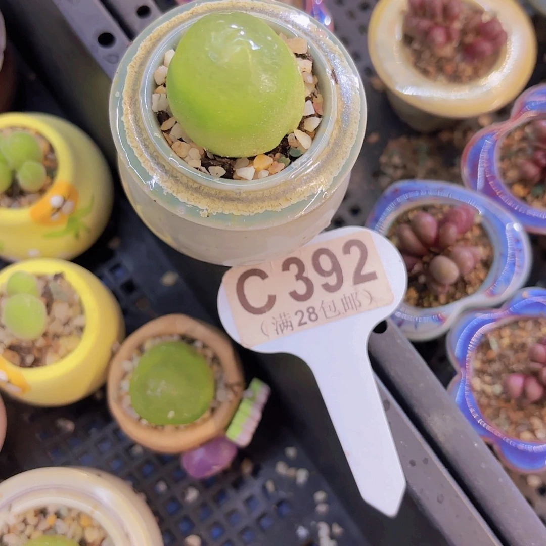 C392灯泡一物一拍