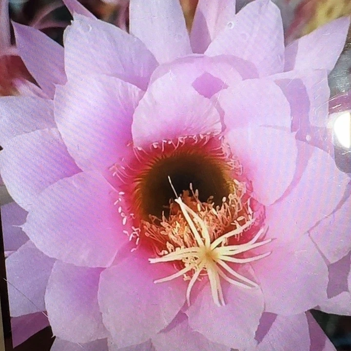 佛拉门戈侧芽5公分左右毛花柱（20包邮）