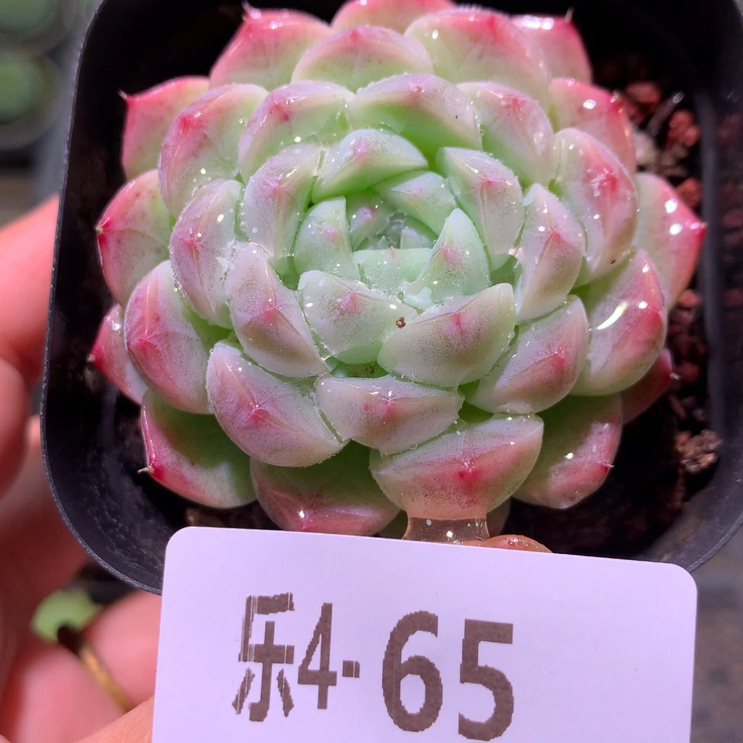 乐然 4-65 新品单头