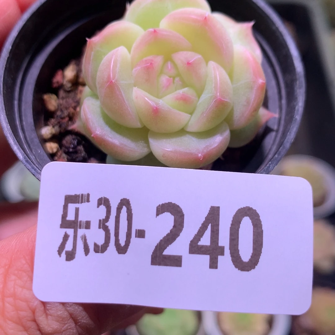 乐然30-240 新品