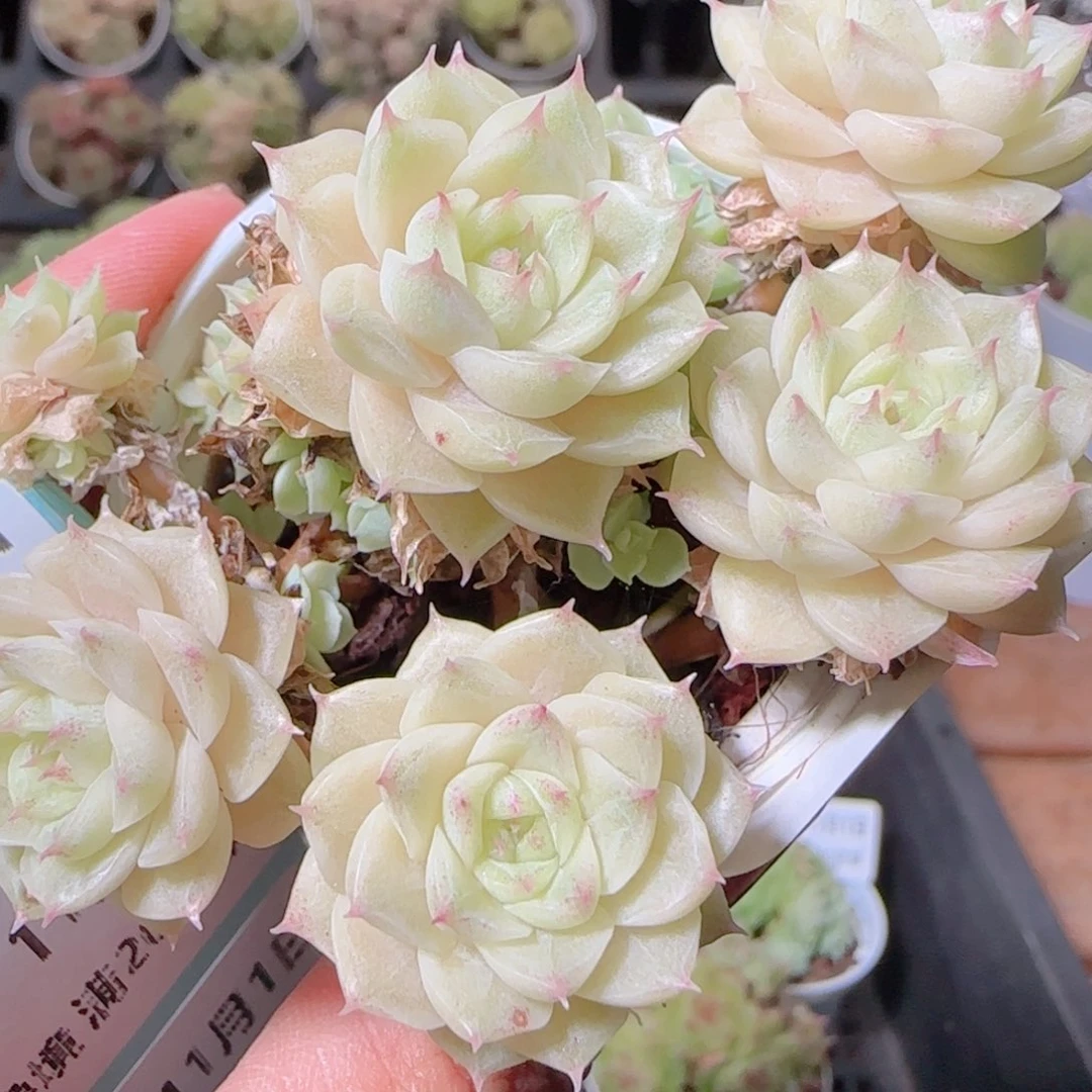 花语逸镜1101-220散