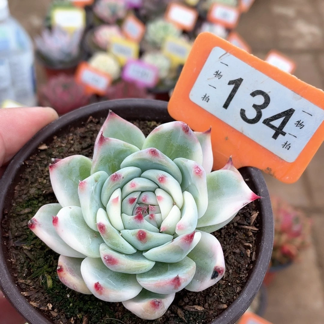 【闪购商品】134号