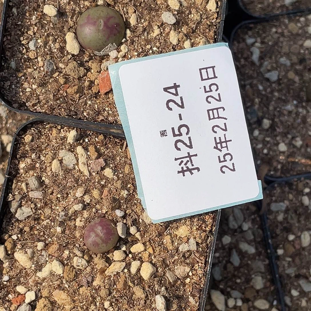 ?25-24肉锥多肉植物