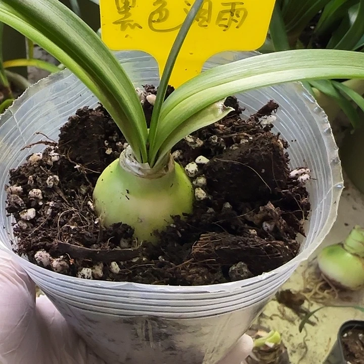 无花朵黑色泪雨主球3.8