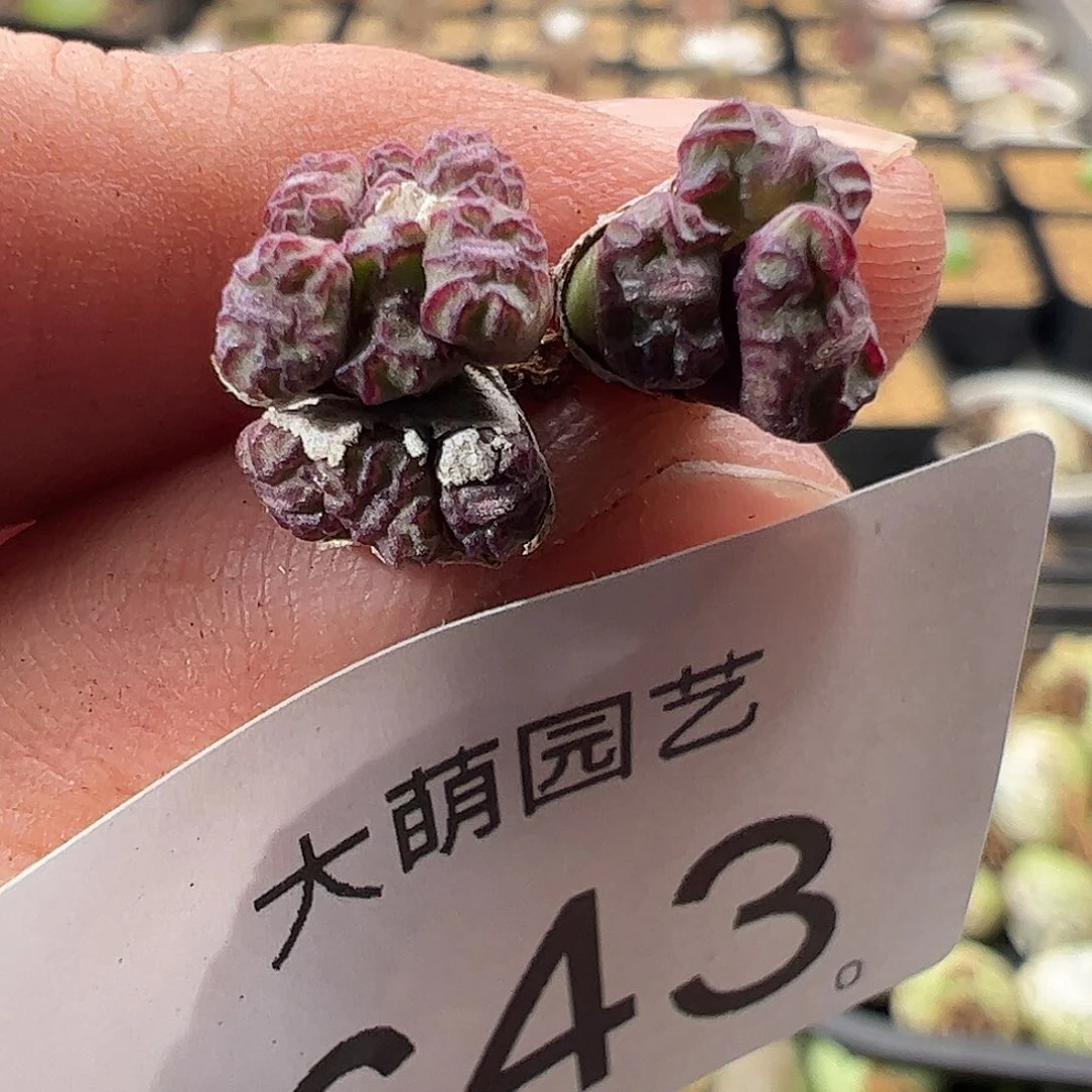 一物一拍CR1004红宝石安贞优选643
