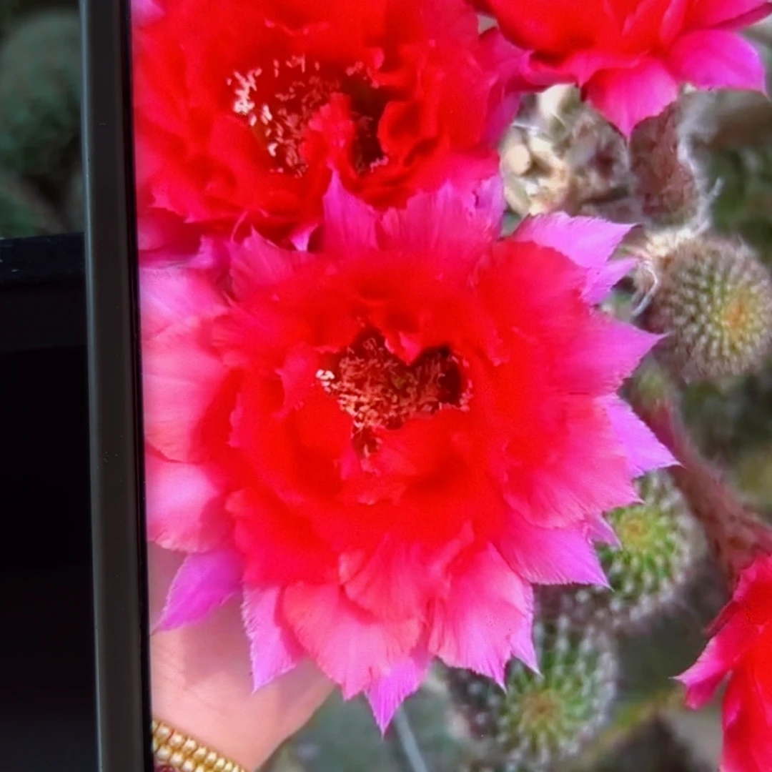 下33彩草黛玉歪侧芽4公分左右20包邮