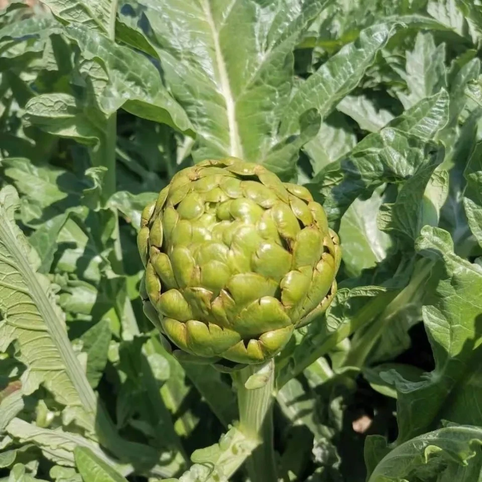 云南新鲜洋蓟朝鲜蓟西餐蔬菜食材农家现摘菜蓟