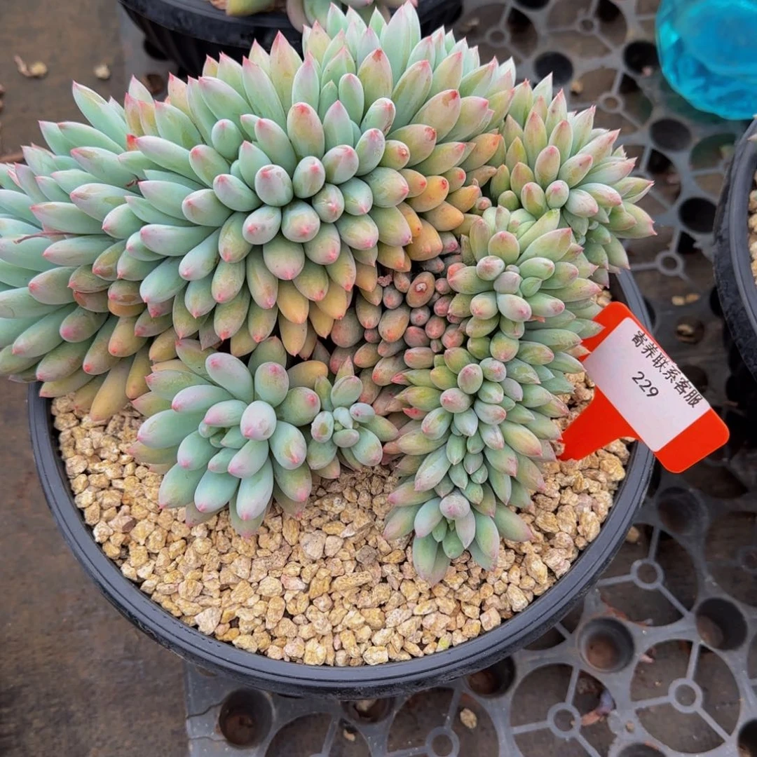 无花朵爱****?229不哈怕他爸爸吧