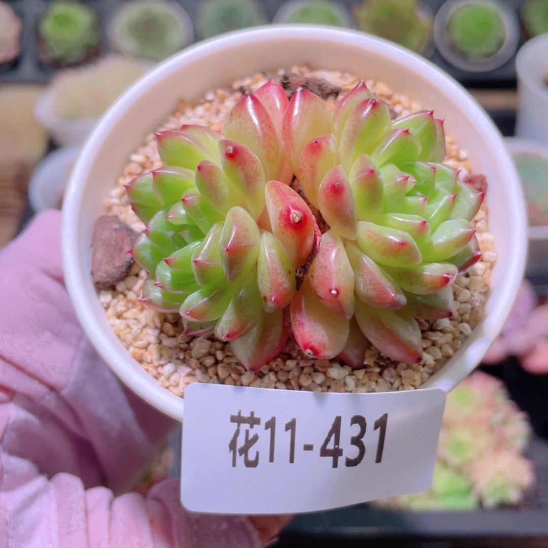 花利美11-431海王