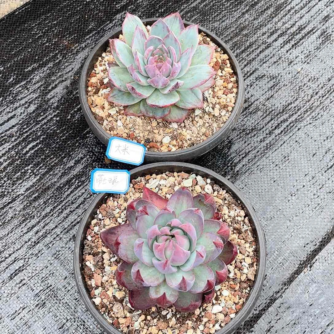 大**?多肉植物多肉植物