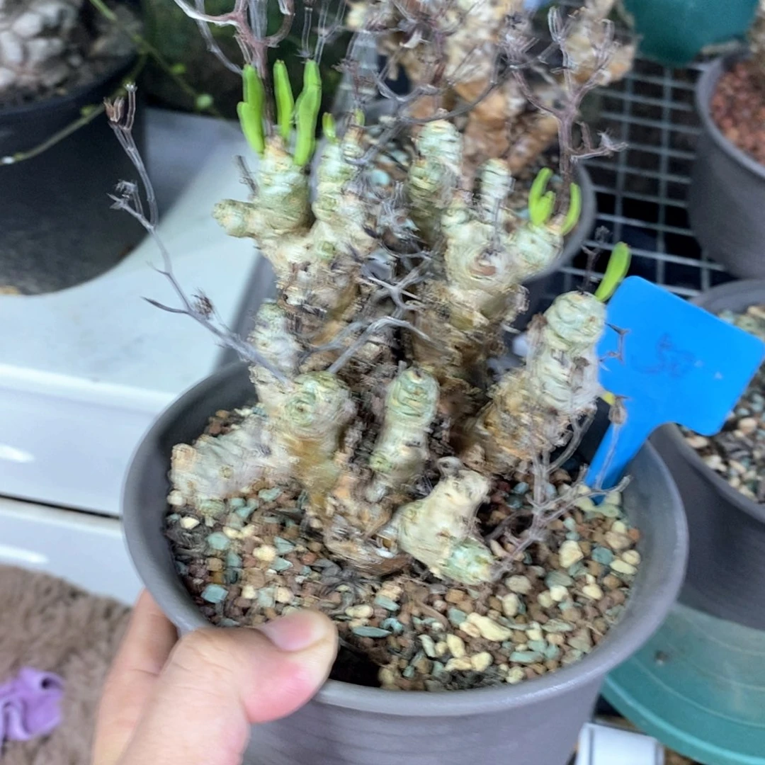 产地万物想产地多肉植物
