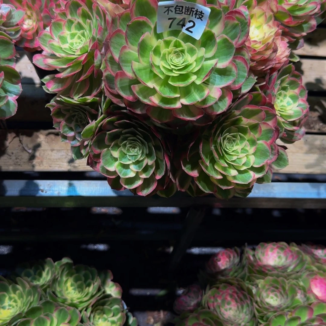 742多肉植物法师号