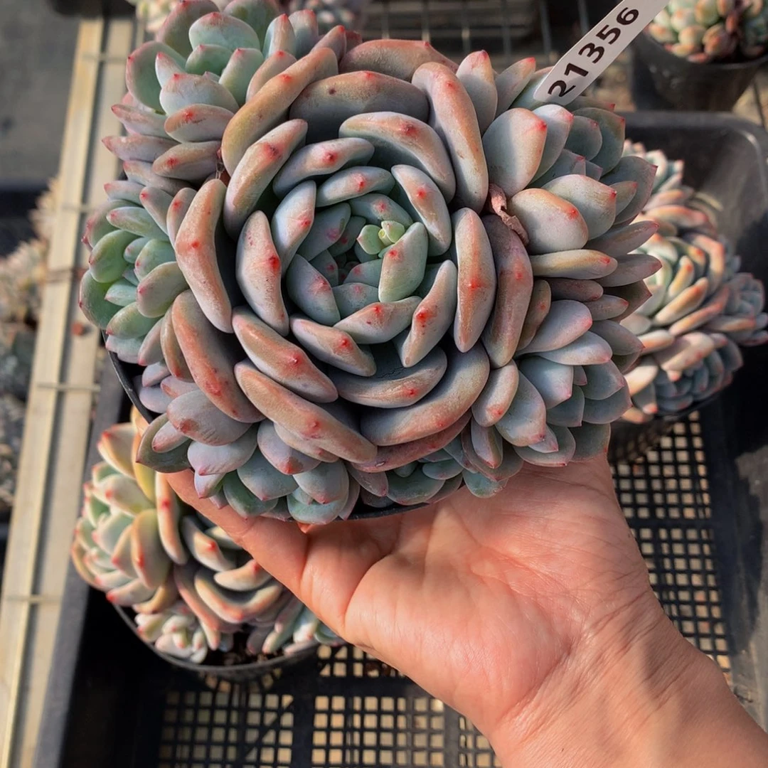 21356多头一单嗯嗯嗯嗯