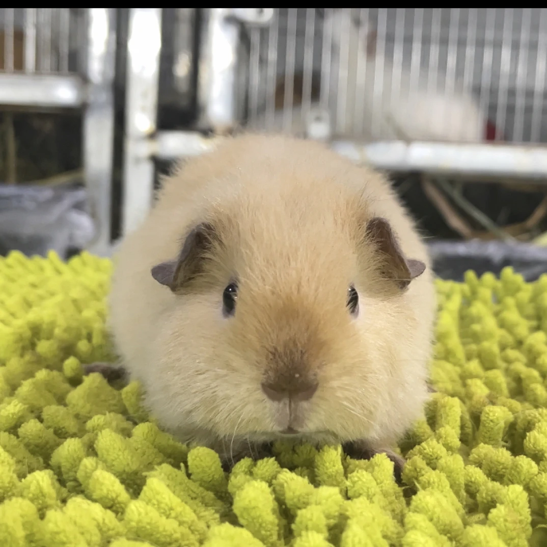 极品奶黄泰加荷兰猪MM 豚鼠妹妹微翘毛