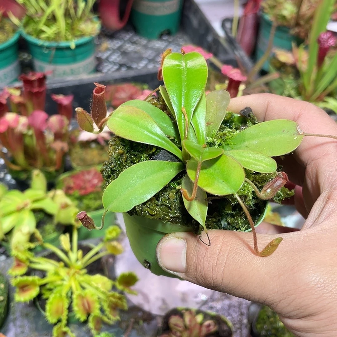 完全开放黑精灵猪笼草