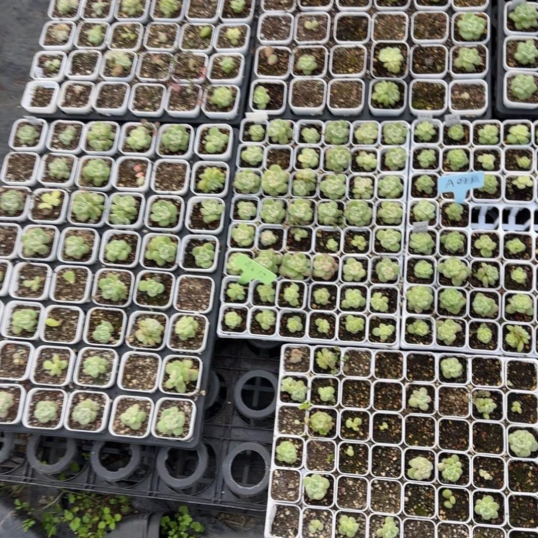 20片遥遥珍妮叶子满25包邮