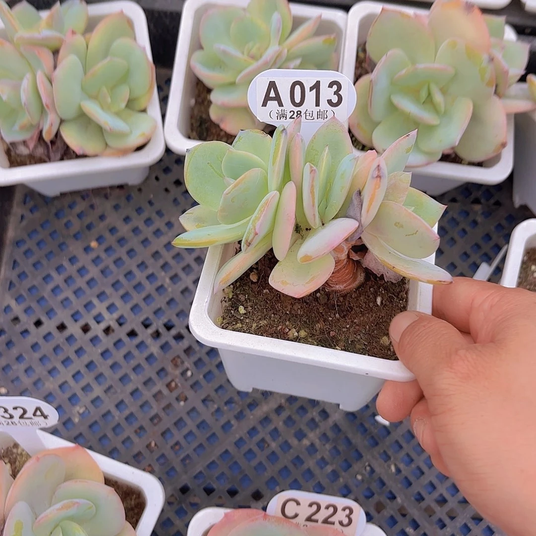 A013白凤一物一拍