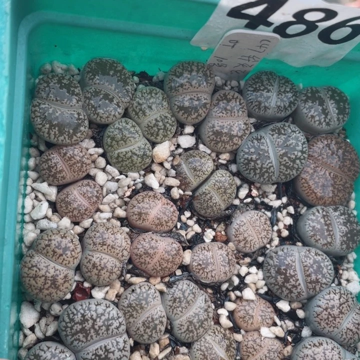 486白弁天母本带盆