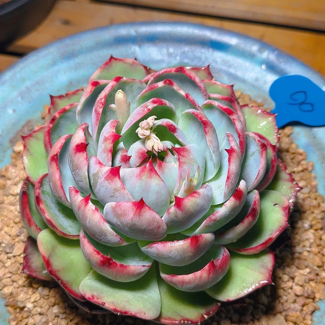 惊鸿仙子一物一拍90号