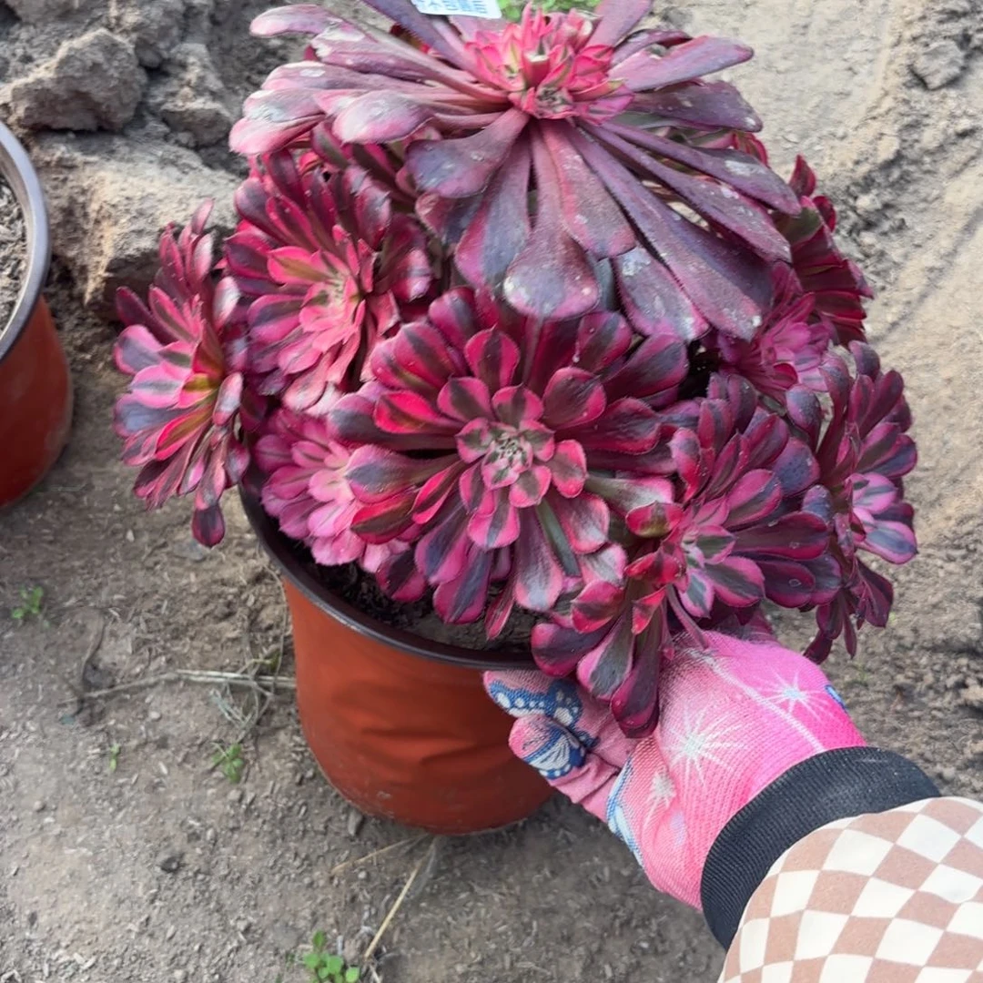 N. 1889红铜白多肉植物，cad