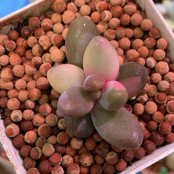 红手指锦多肉植物