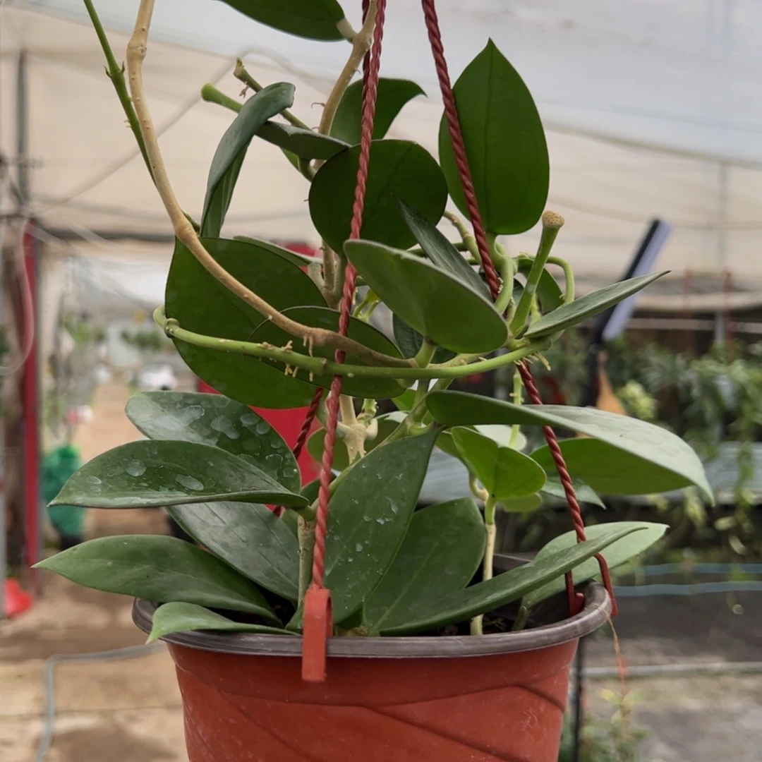 和***无花朵帕拉球兰带花梗