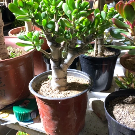 刘*C55马蹄脱土发货