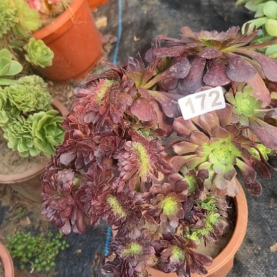时***人多肉植物一个黑同172