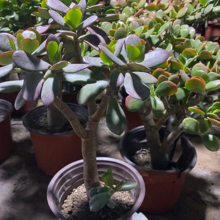 为***人韩国紫叶一物一拍