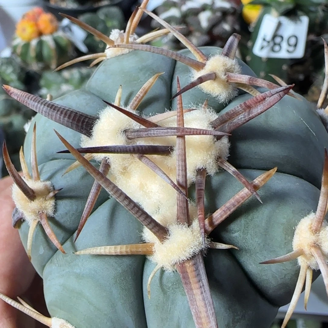 【闪购商品】割刺花王685