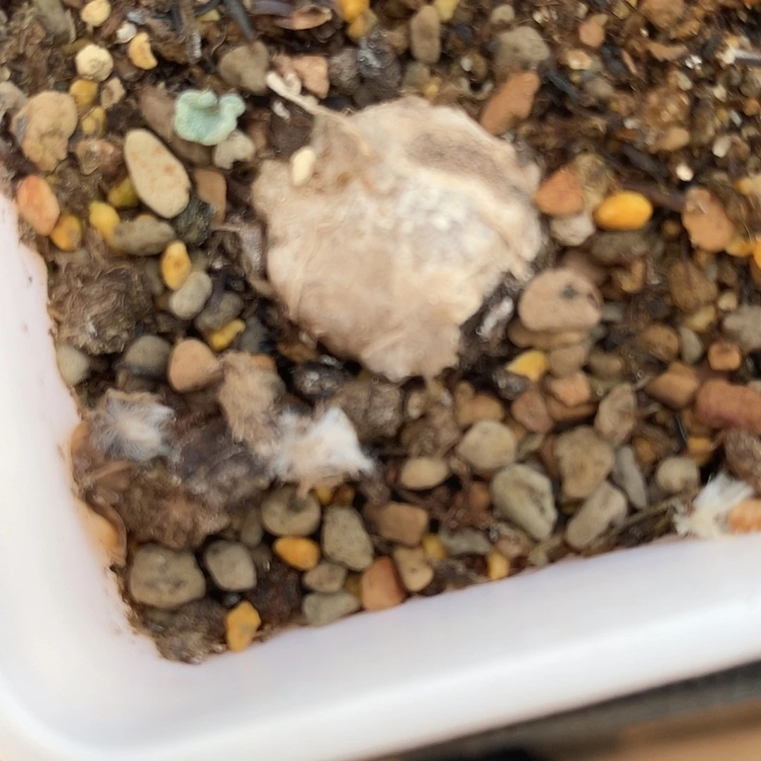 16106冰晶海带一颗。