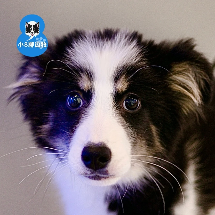 尤尤 黑白三色边牧妹妹 小8聊边牧活体宠物狗狗宠物级边牧中型犬