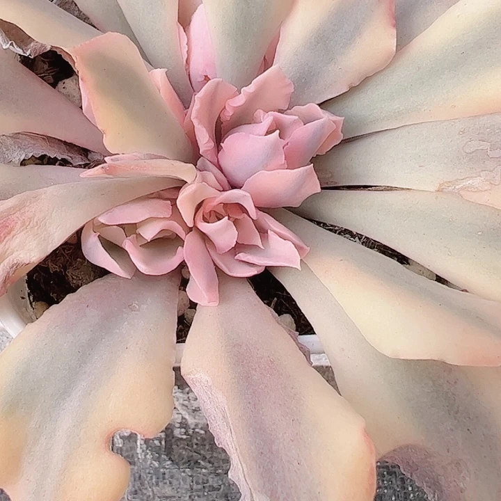 贝****1多肉植物多肉植物