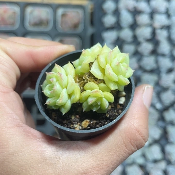 精品黄绿体麦秆带盆土发