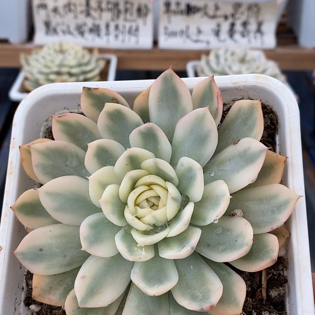 23300 粉水晶覆轮锦