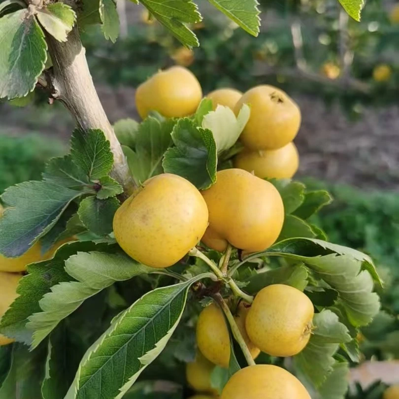 新品如意黄甜山楂九分甜一分酸独特果香味