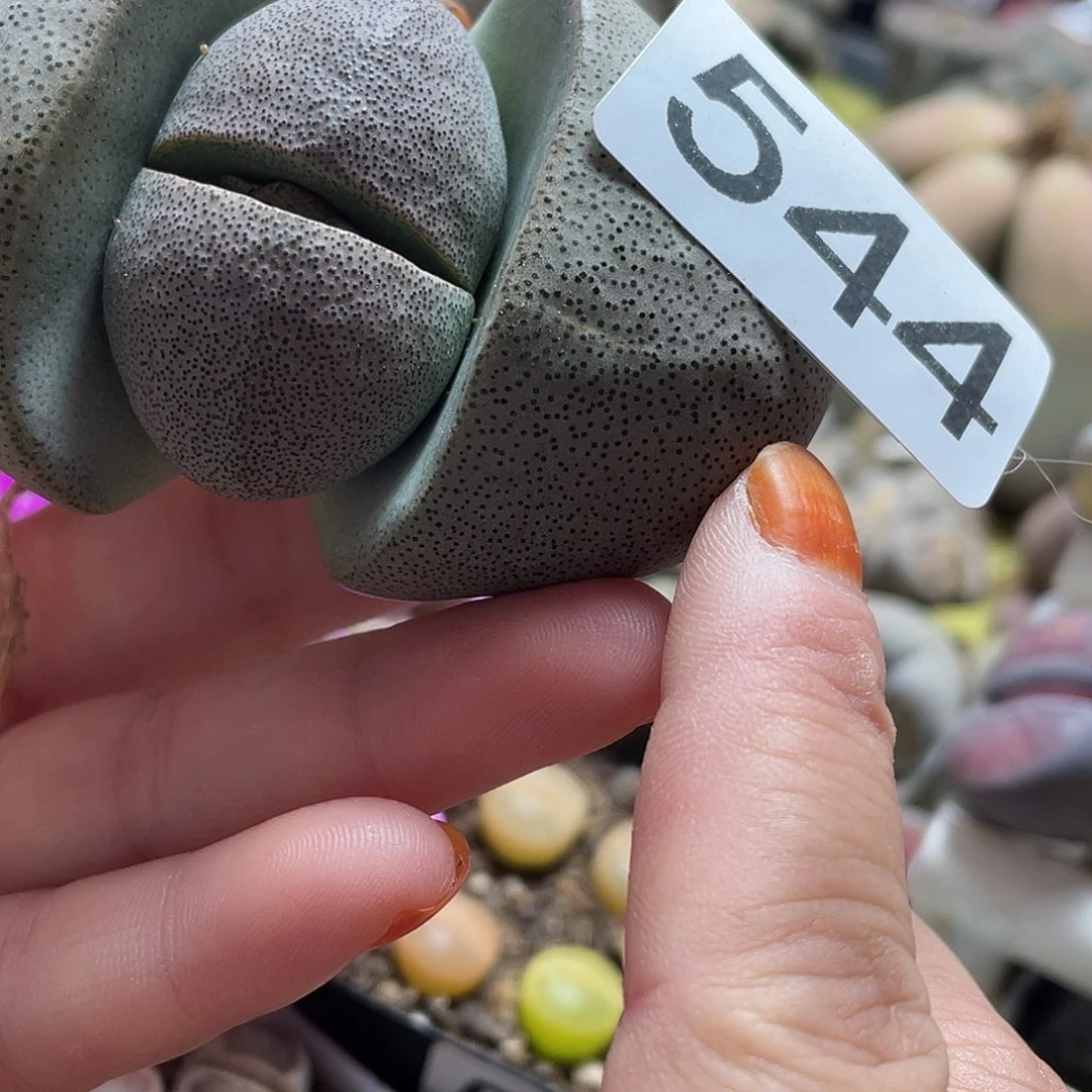 元宝帝玉8公分左右5440