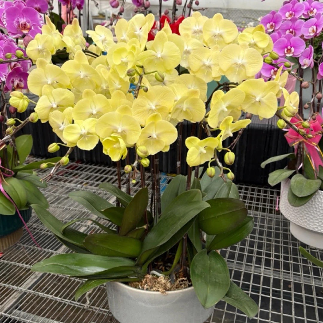 香草冰淇淋组盆生鲜植物默认微瑕介意勿拍谢谢配合