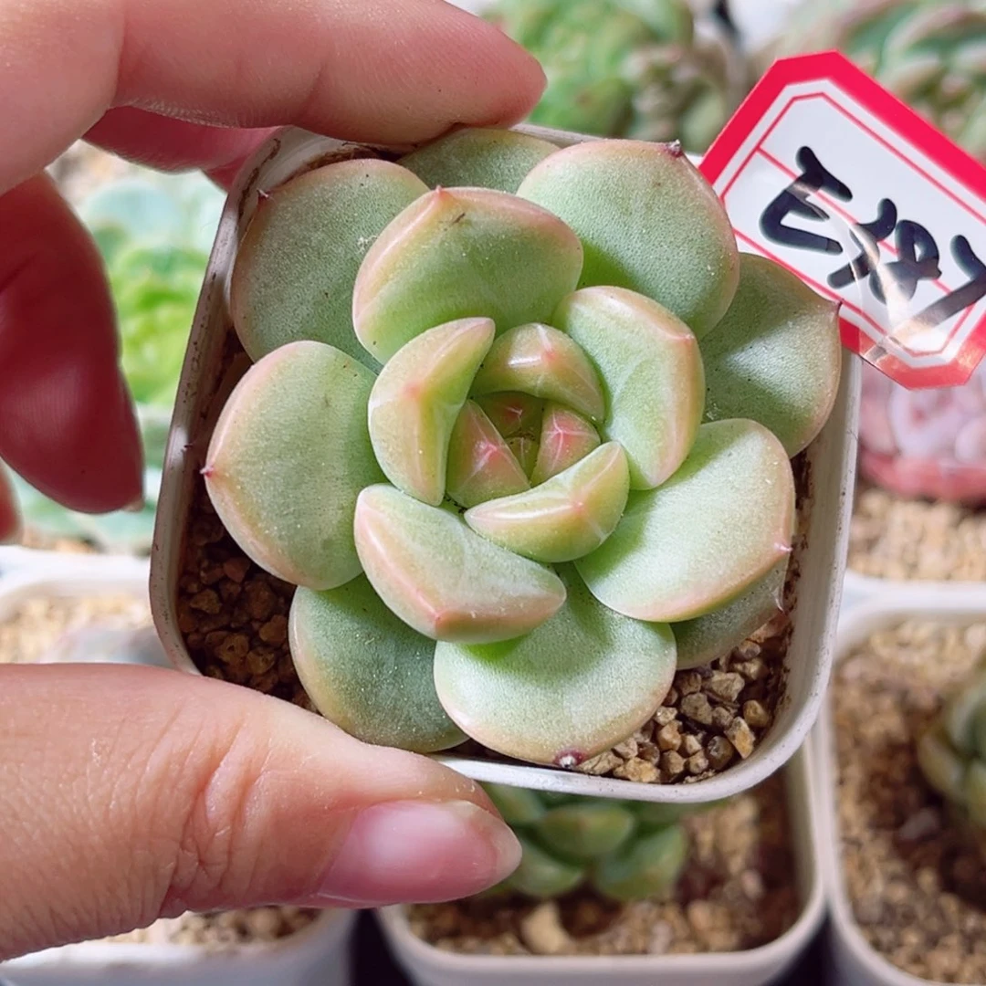 E387 6一物一拍 18米包邮