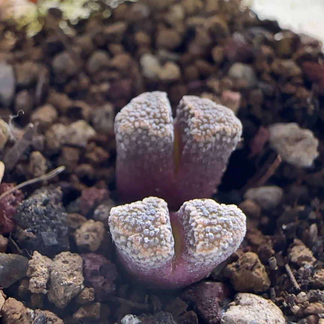 【闪购商品】S***）14552