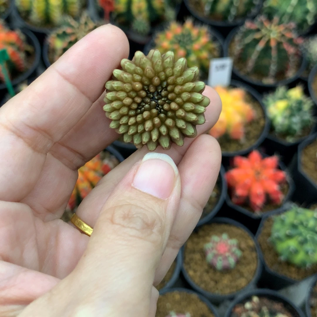 仙人球米哈牡丹锦