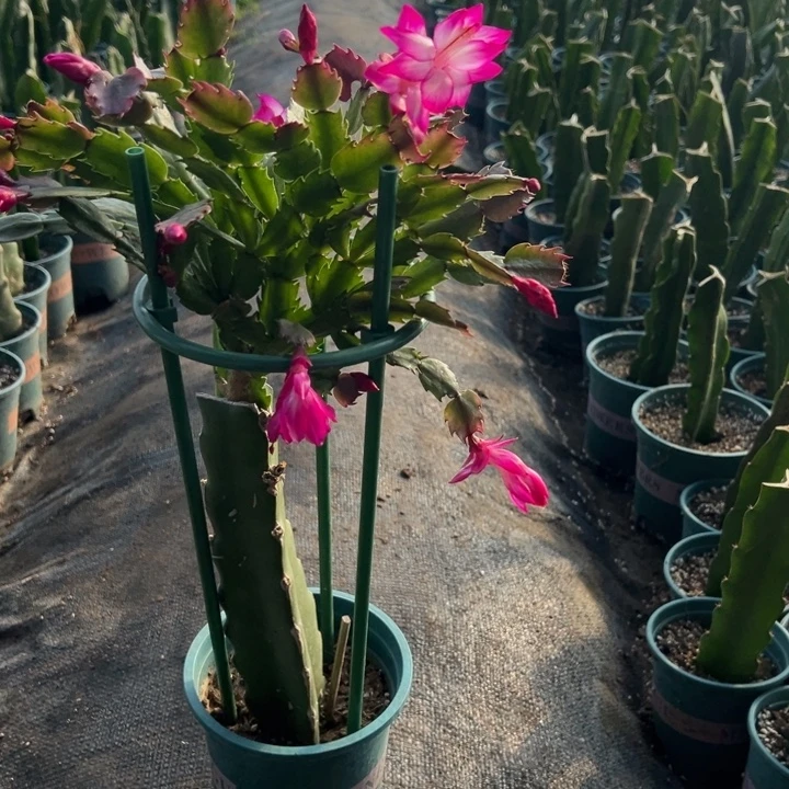 李***俊2号尤利迪紫色0000000