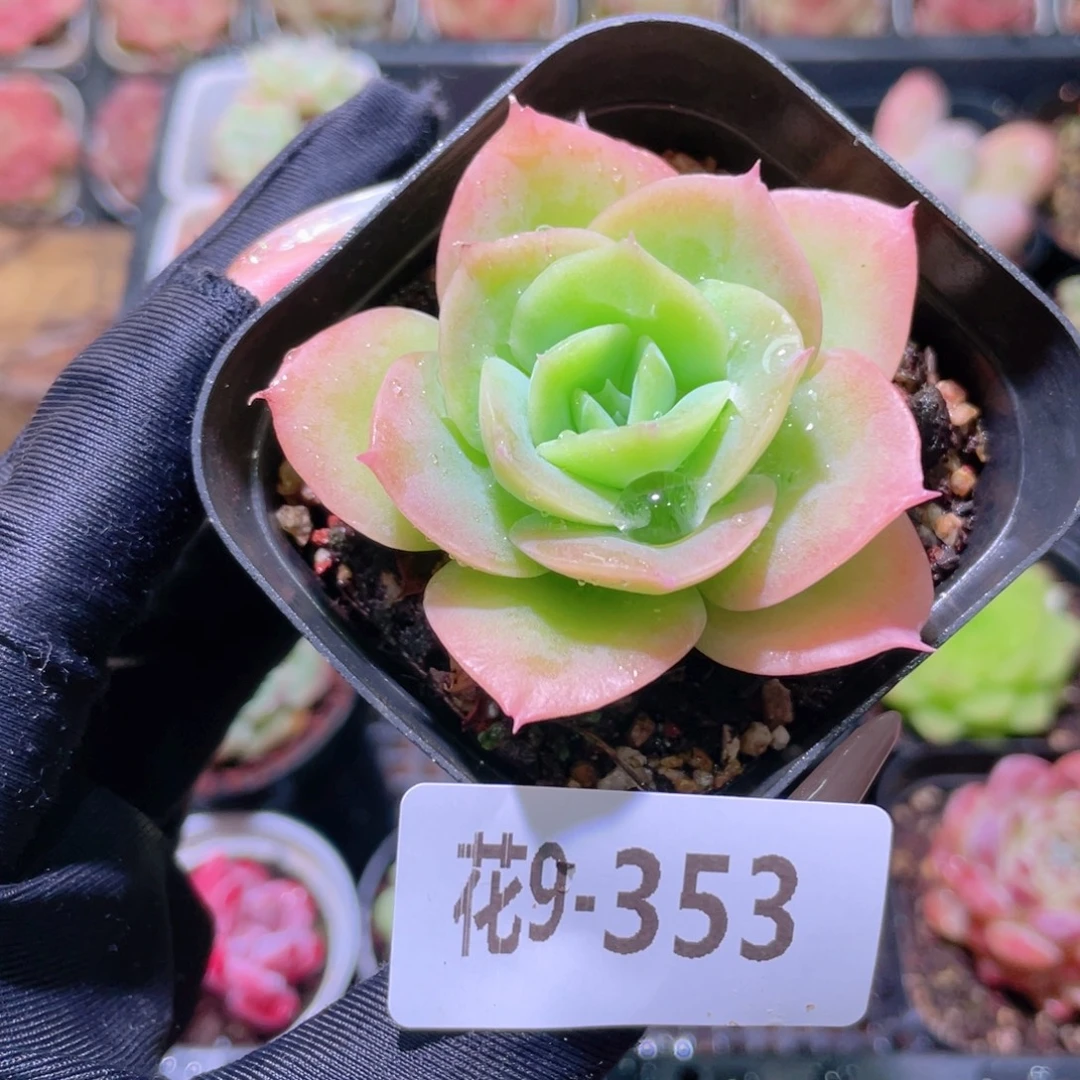 花利美9-353柠檬酸橙