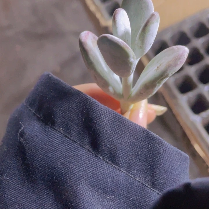 10精品乒乓福娘2颗一组