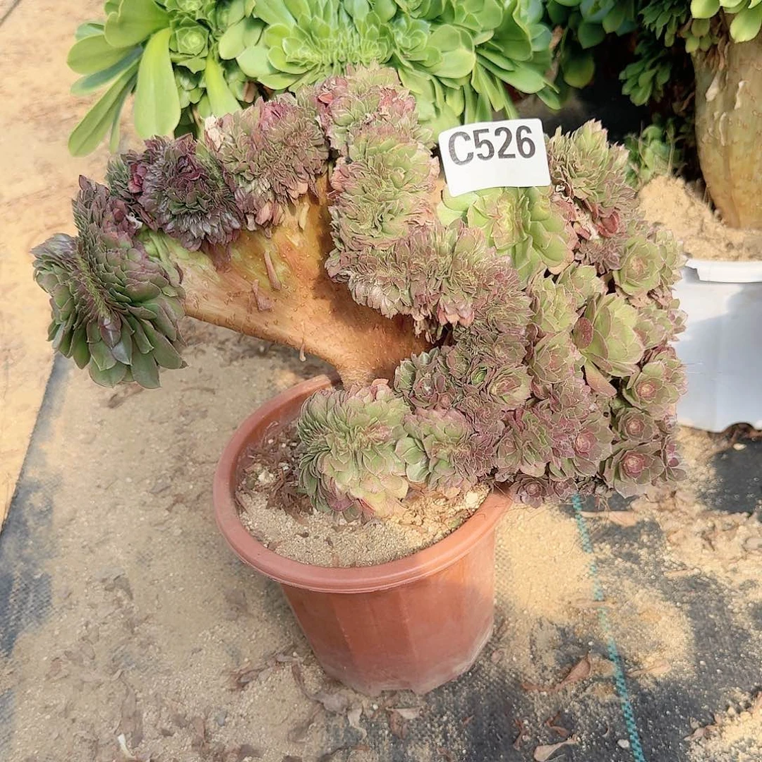 526万缀一颗呀呀