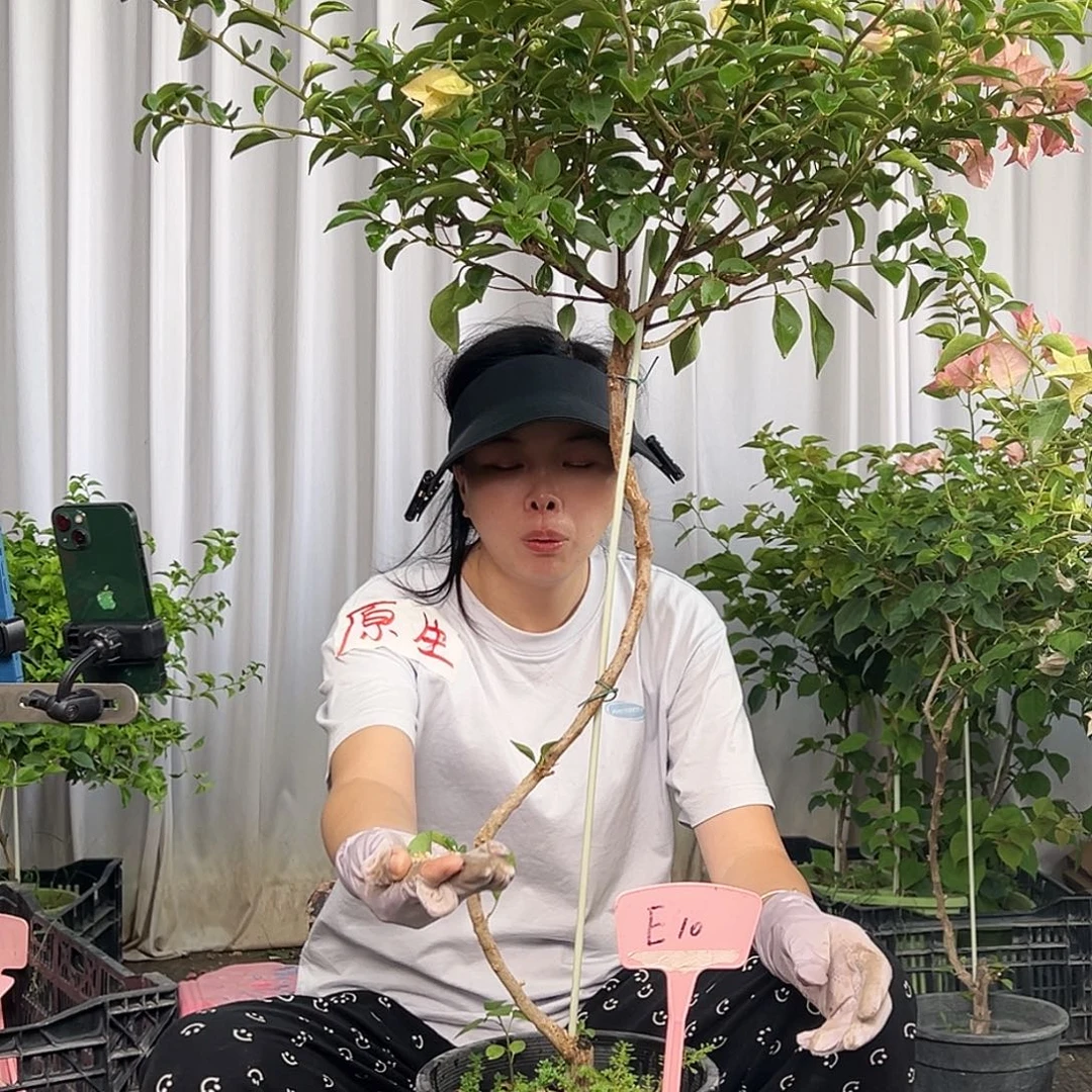 小***胖当前无花栽培后可以开花E10卡亚塔