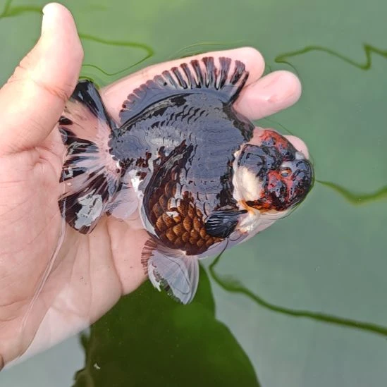 黑袍玛丽亚成金鱼