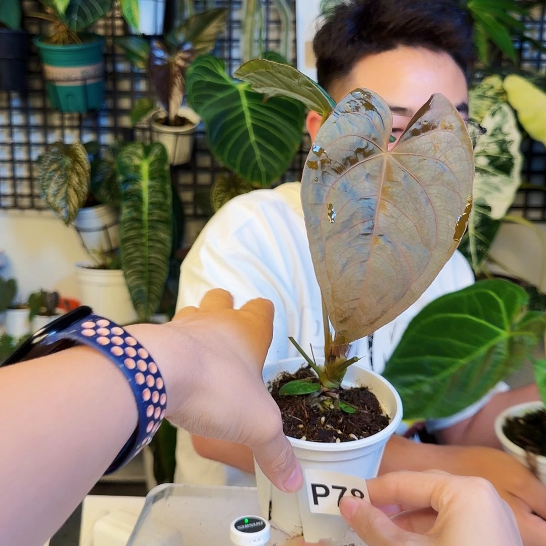 完全开放P78蝠鲼杂papi