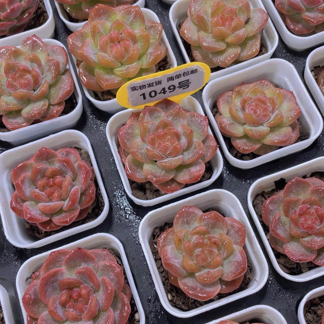 1049号 开播福利钻石水晶琥珀单头一个