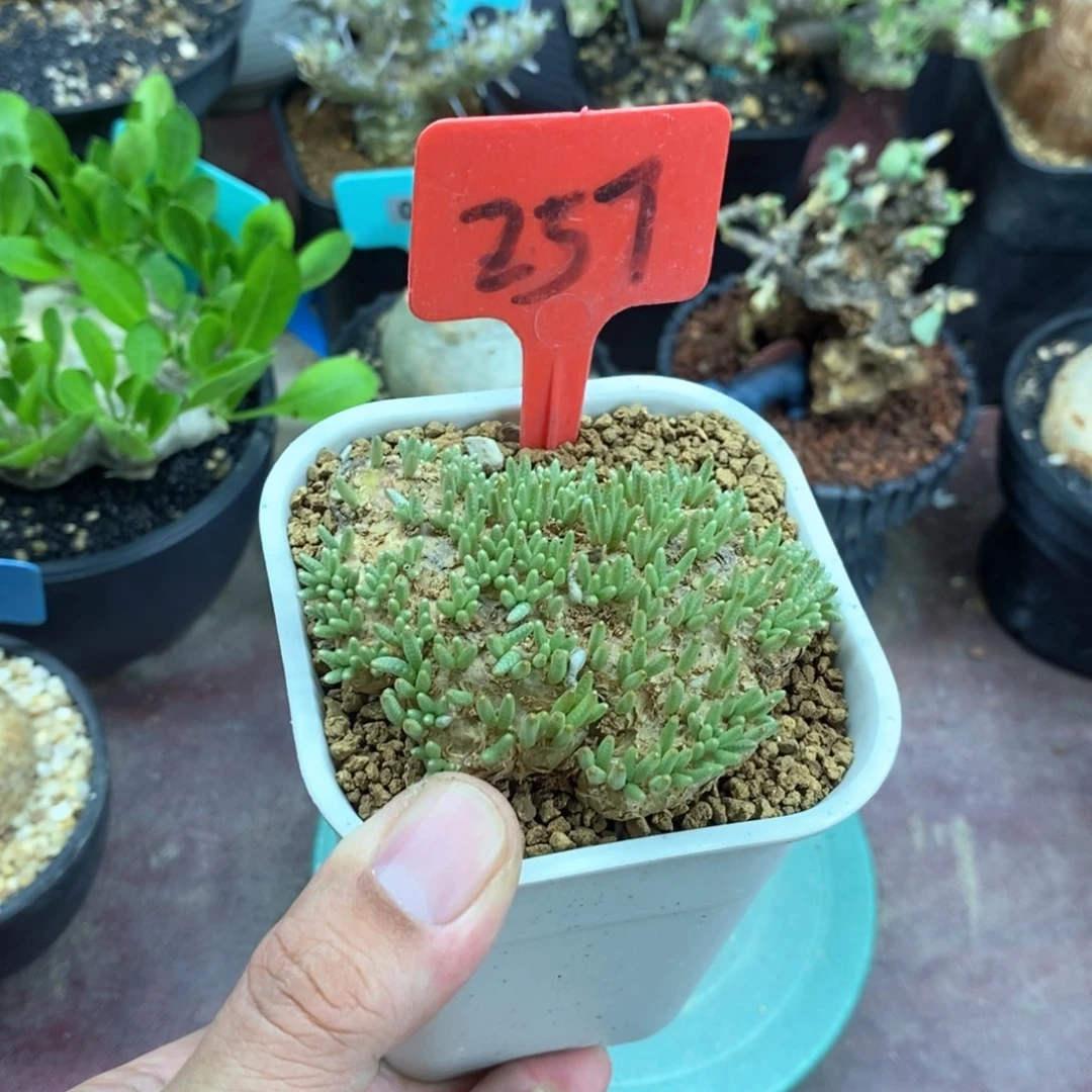 韧锦块根多肉植物